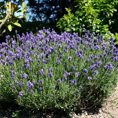 Thumbelina Dwarf English Lavender - Van Wilgen's Garden Center