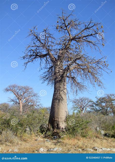 Baobab Tree At Kubu Island Stock Image Image Of Salt