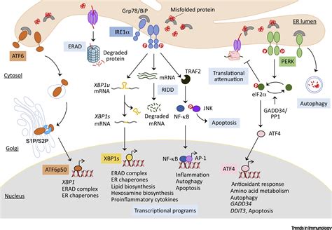 Endoplasmic Reticulum Stress Responses In Intratumoral Immune Cells