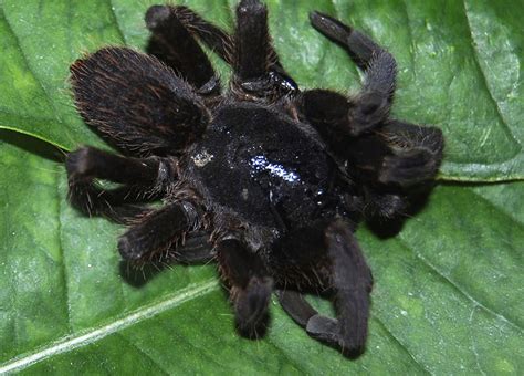 The World S Most Dangerous Spiders Warning Graphic Images