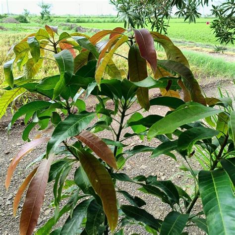 Mphmi Live Plant Nursery Ncr Live Plants Outdoor Mango Tree Alphonso