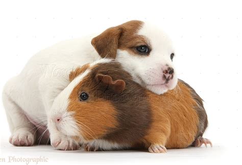 What Dogs Are Good With Guinea Pigs
