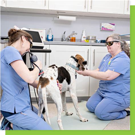 Services 6 New Newtown Square Veterinary Hospital