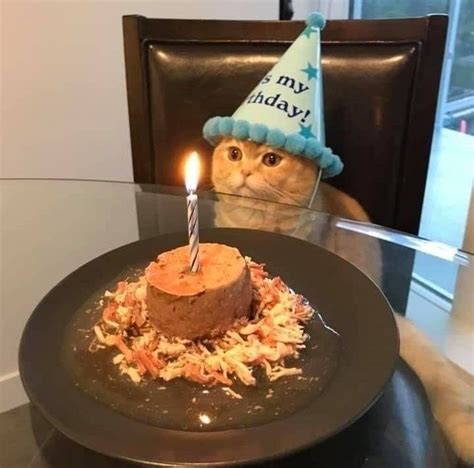 Cool Cats Celebrating Their Birthdays Cat Celebrating Happy Birthday