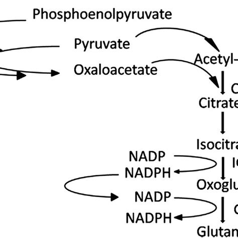 Lysine Biosynthetic Pathway And Feedback Regulation Points In C Download Scientific Diagram