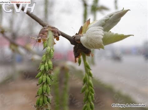 毛白杨populus Tomentosa Carr植物图片库植物通