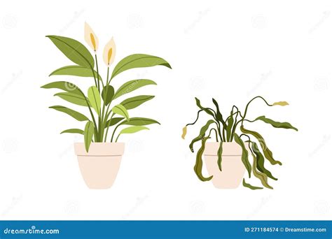Potted Flower Plants In Good And Bad Conditions Blossomed Growing