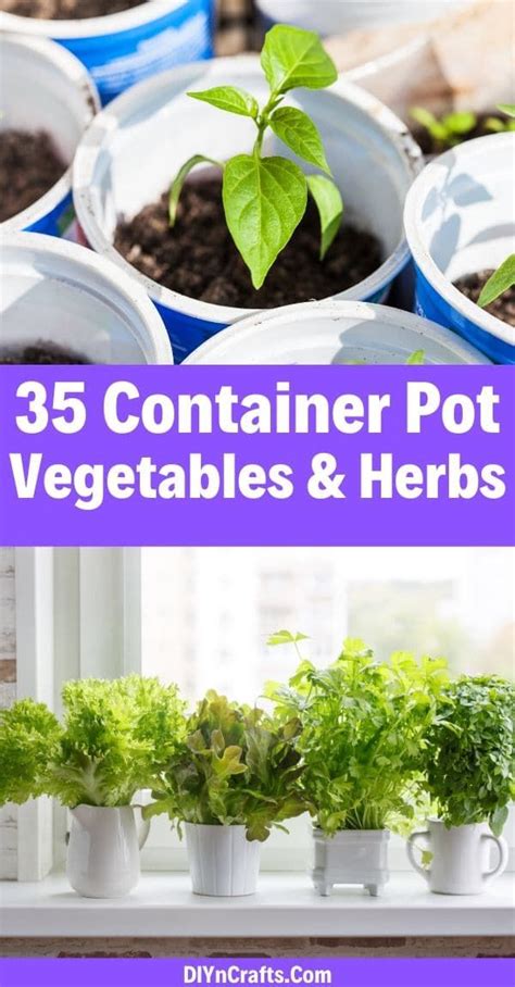 Easiest Container Pot Friendly Fruits Veggies Herbs Container