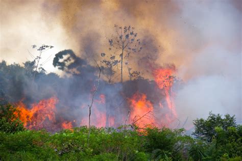 Queimadas Na Amazônia Causas Consequências Dados Brasil Escola