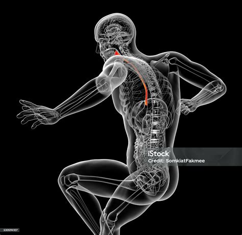 3d Rendered Illustration Of The Esophagus Stock Photo Download Image