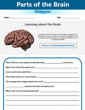 Parts Of The Brain And Nervous System Webquest Human Body Systems