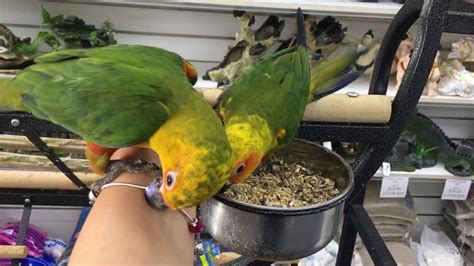 Sun Conure Babies Youtube