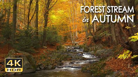 K Hdr Forest Stream In Autumn Relaxing River Sounds Creek