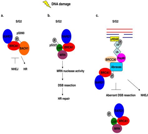 Biology Free Full Text Brca1 And Its Network Of Interacting