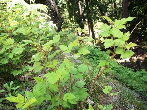 Rubus species – eFlora of India