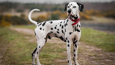 Dalmatian Dog Breed Profile – Top Dog Tips