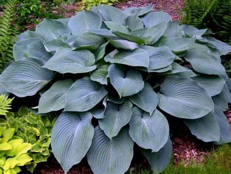 Хоста Голубой Ангел Описание Фото – Telegraph