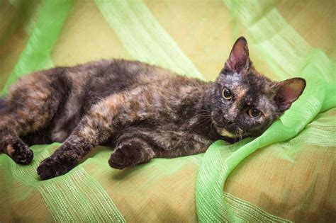 Кошки метисы: плюсы и минусы, отличия от обычных и откуда они берутся ...