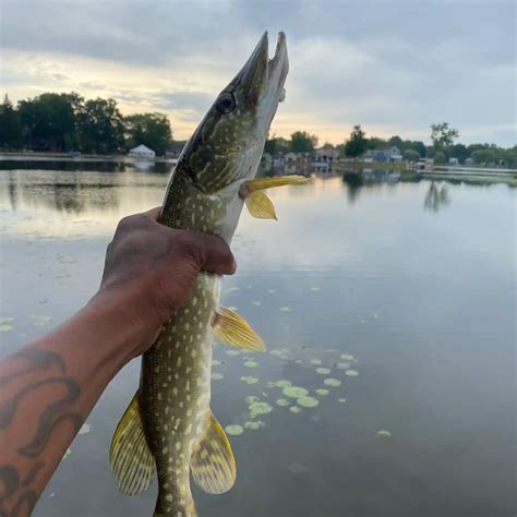 Bald Eagle Lake Fishing Reports🎣• Fenton Mi United States Fishing