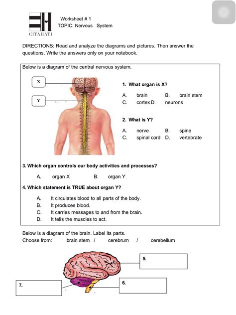 Grade 5 Nervous System Worksheet