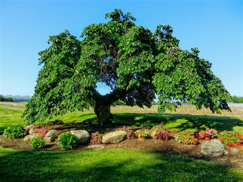 What Is Dutch Elm Disease — Maguire Tree Care