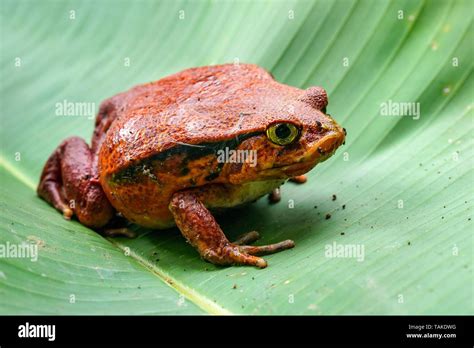 Madagascar Tomato Frog Dyscophus Antongilii Resting On Green Leaf