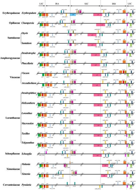 Boundaries Of Inverted Repeats Ira And Irb Large Single Copy Lsc