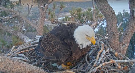 Big Bear bald eagle lays second egg of the season, live on webcam