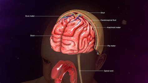 Pia Mater Aufbau Funktion Krankheiten MedLexi De