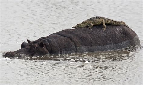 Crocodile lies on back of hippo | Daily Mail Online