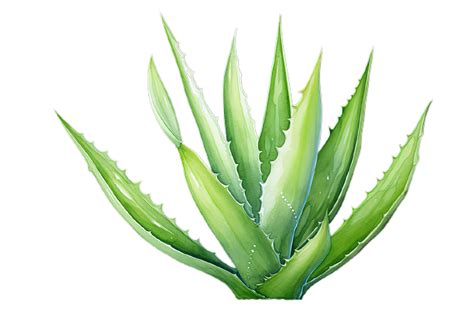 Watercolor Aloe Vera Plant Clipart Ai Generative Png