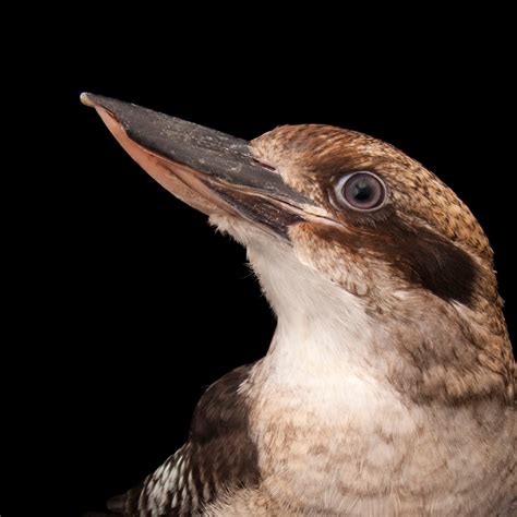 Laughing Kookaburra National Geographic