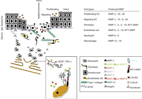 Distinct Functions Of Matrix Metalloproteinases Mmps Contribute To