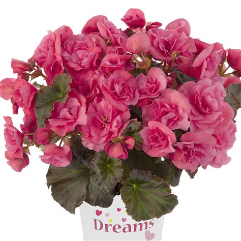 Бегония элатиор 'Solenia Light Pink' - BEGONIA elatior 'Solenia Light ...