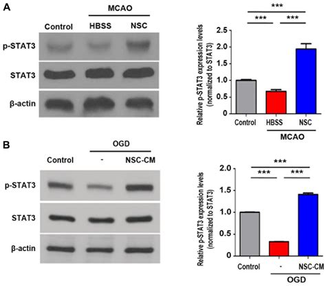 Jak Stat Pathway Mediates Neuroprotective And Pro Angiogenic