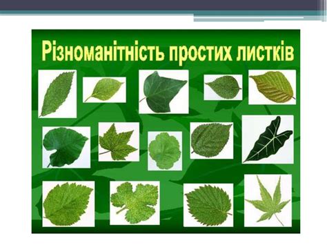 Видозміна листка - online presentation