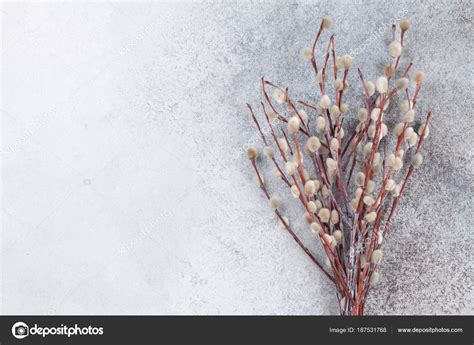 Pussy Willow Rustic Stone Background Copy Space Easter Greeting Card Stock Photo By Karandaev