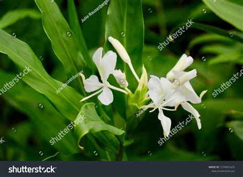 600 Cuba National Flower Images Stock Photos Vectors Shutterstock