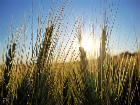 Climate Friendly Perennial Grain Kernza Gets New Support—from Cheerios