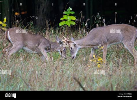 Whitetail Deer Fighting Wallpaper
