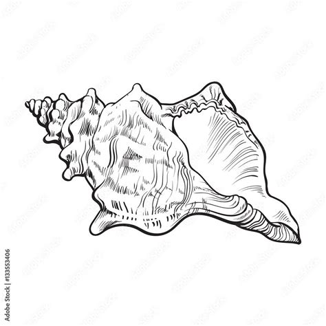 Download Spiral Conch Sea Shell Sketch Style Vector Illustration