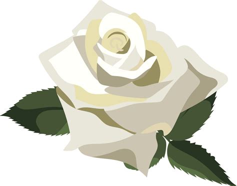 Single Lush White Rose With Green Leaves Isolated On White Background