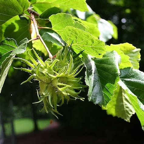 Corylus Colurna L Pot Ardcarne Garden Centre Roscommon Boyle