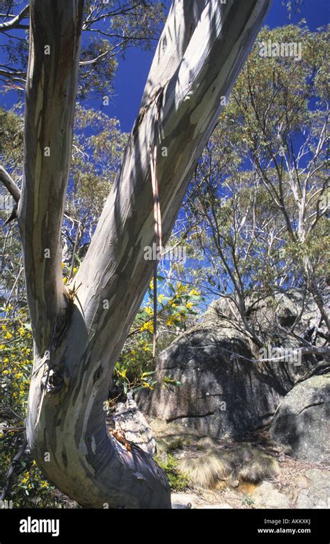 Snow Gum Eucalyptus Pauciflora Mount Buffalo National Park Australia