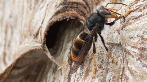 Asiatische Hornissen in Deutschland Wie gefährlich sind Tiere