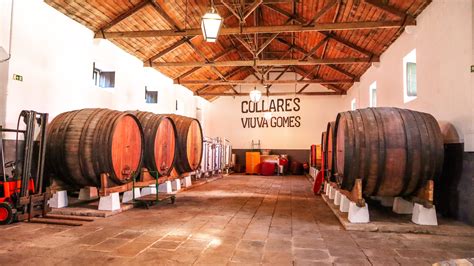 Os Vinhos De Colares De Portugal E Suas Vinhas Que Sobreviveram A