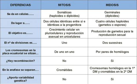 Cuadros Comparativos Sobre Mitosis Y Meiosis Cuadro Comparativo