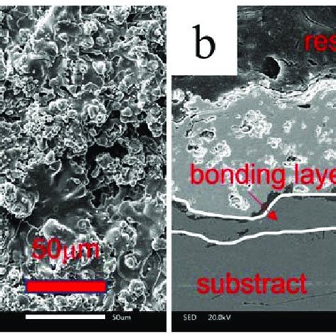 Surface Morphology A And Cross Section Morphology B Of Ct Coating