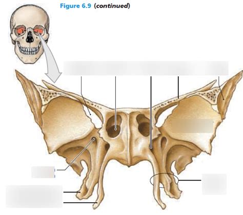 Sphenoid Anterior View Wings Spine Pterygoid Anatomy 58 Off