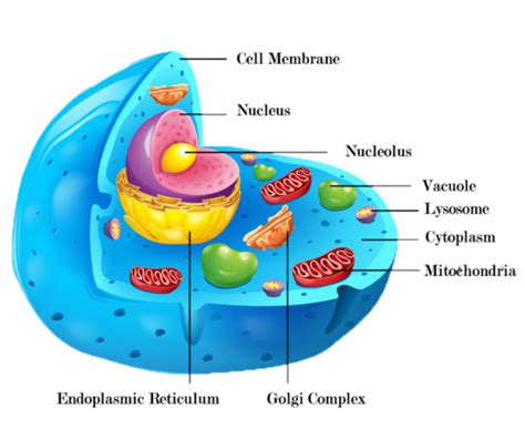 2.4 Looking Inside Cells Flashcards | Quizlet